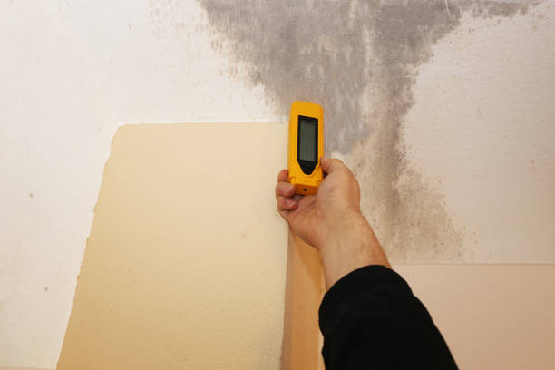 Best Forensic Mold Investigation  in Farley, KY