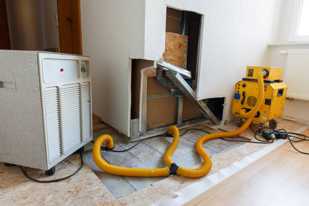 Best Attic Mold Removal  in Farley, KY
