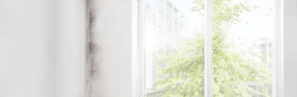 Best Commercial Mold Inspection  in Farley, KY