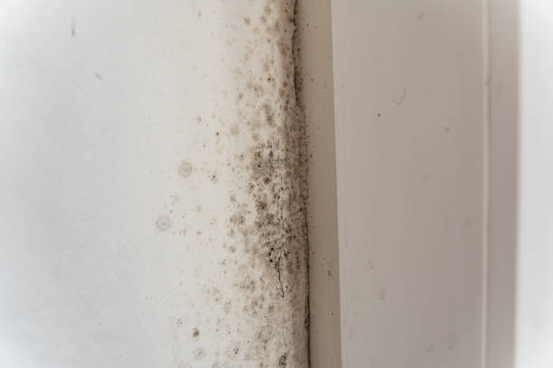 Farley, KY Mold Removal Company