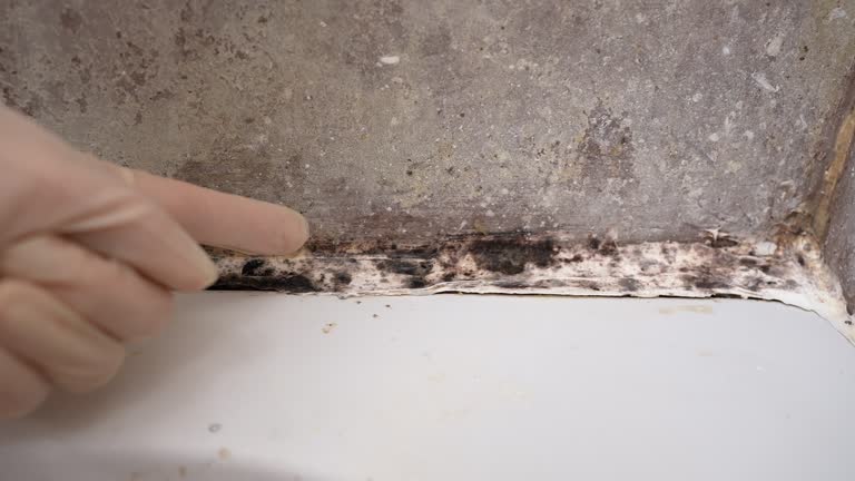 Best Black Mold Removal  in Farley, KY